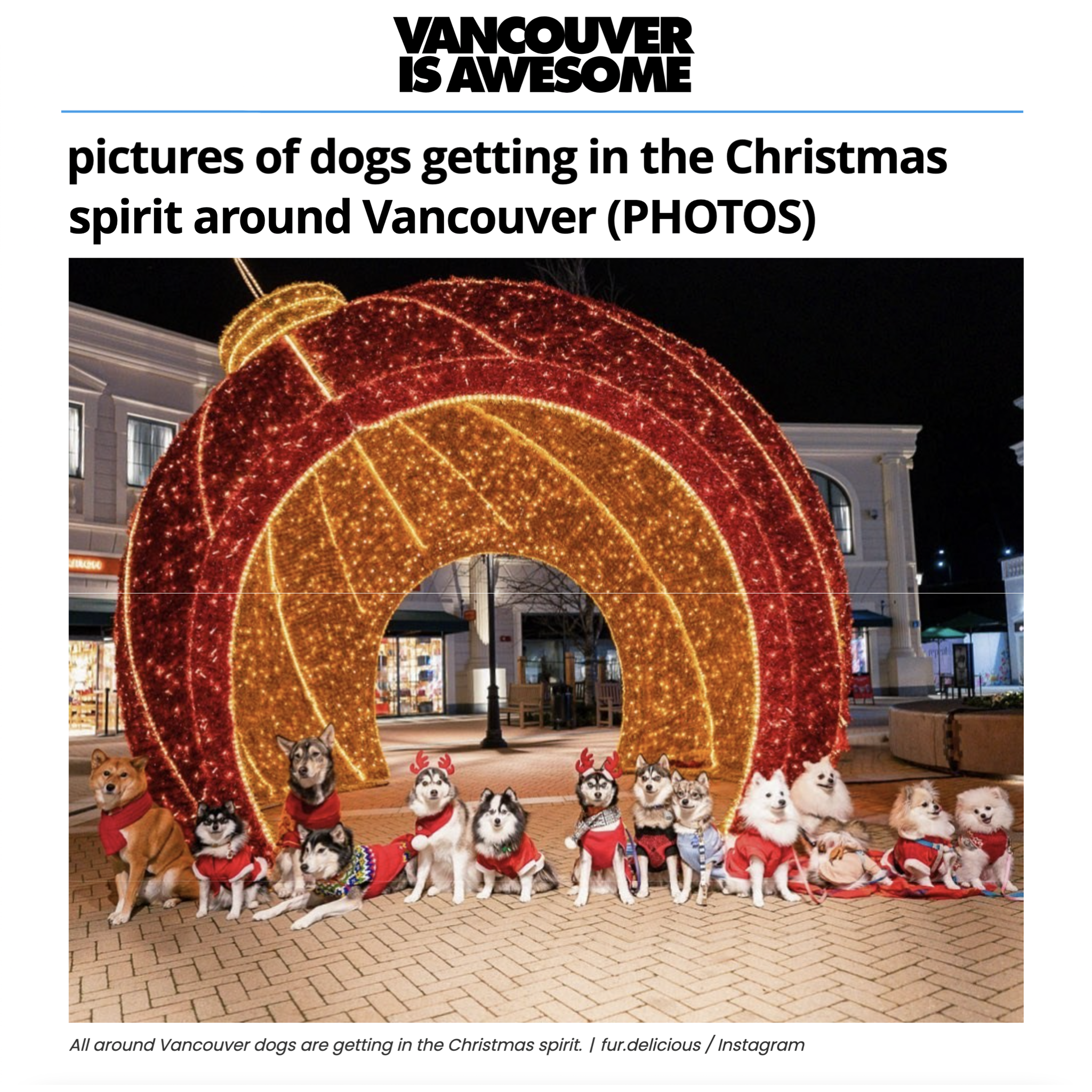 Dogs getting in the Christmas spirit around Vancouver