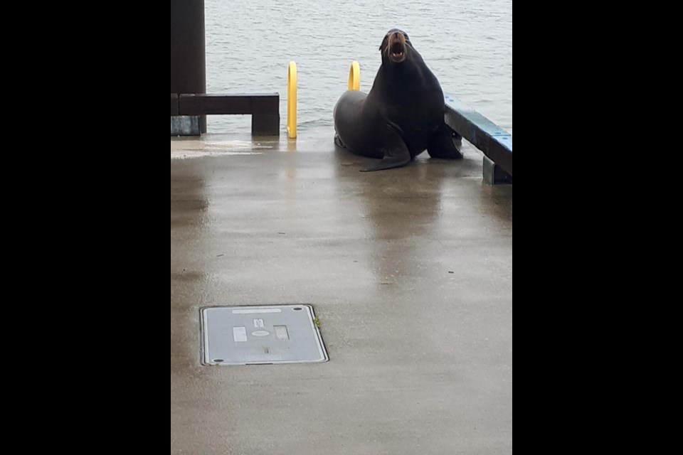 Photos: Sea lion appears on the dock at Steveston