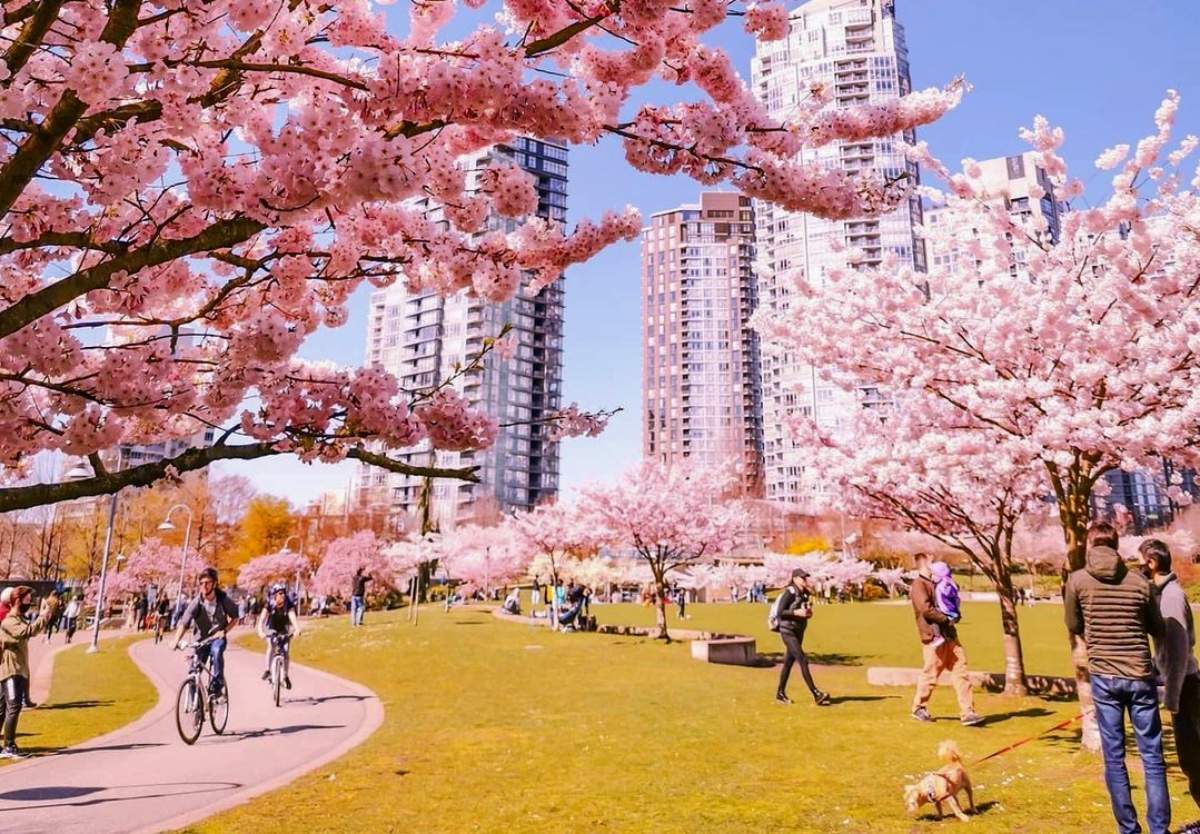 HERE’S WHEN CHERRY BLOSSOMS WILL REACH PEAK BLOOM IN METRO VANCOUVER THIS YEAR