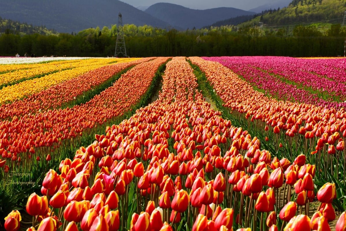 CHILLIWACK TULIP FESTIVAL OPENS NEXT WEEK WITH MILLIONS OF FLOWERS My