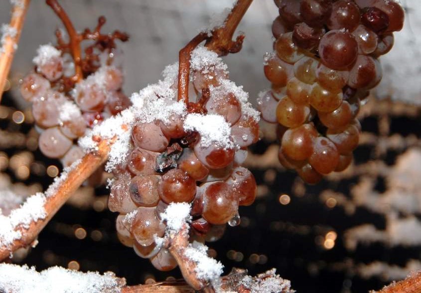 Icewine harvest “fast and furious” in the Okanagan Valley