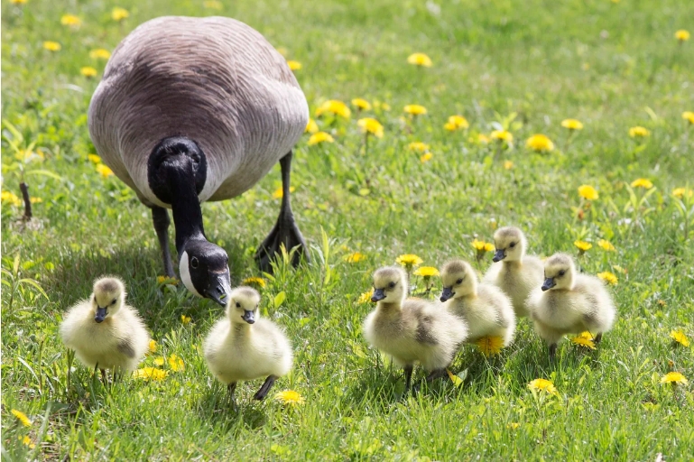 Vancouver looks to frozen eggs, help control Canada goose population