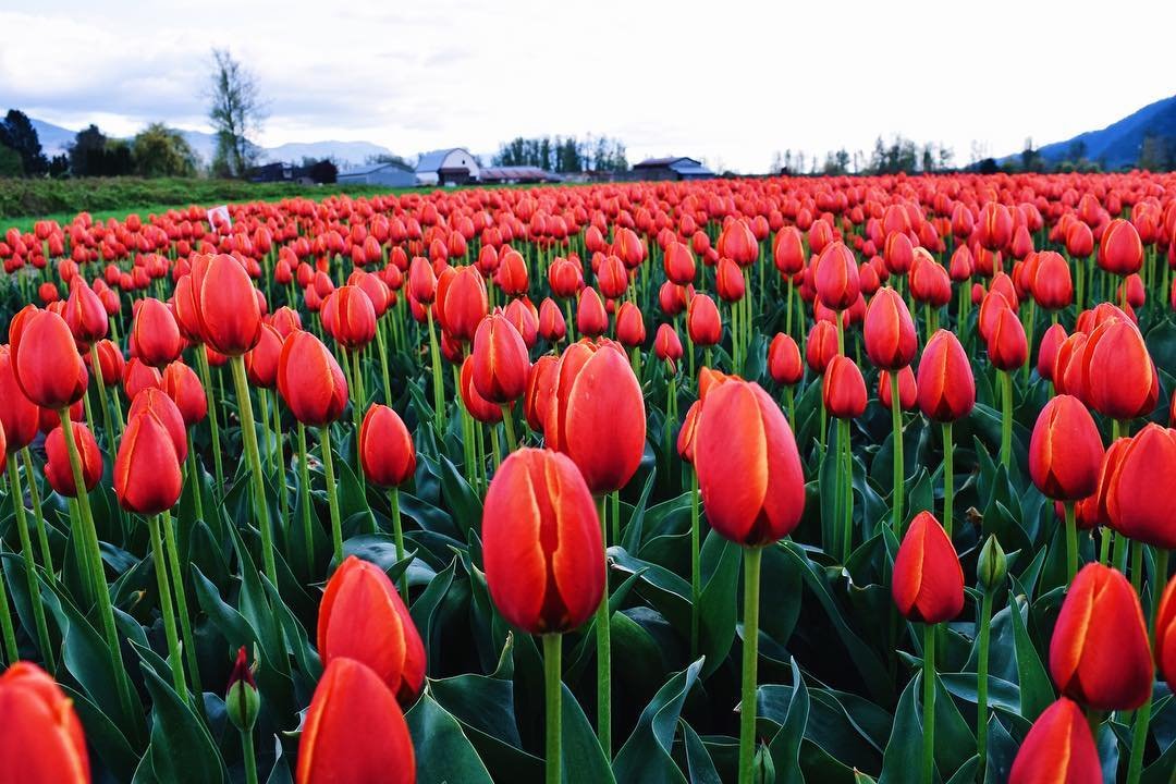 Tulip Festivals to Explore - My Media