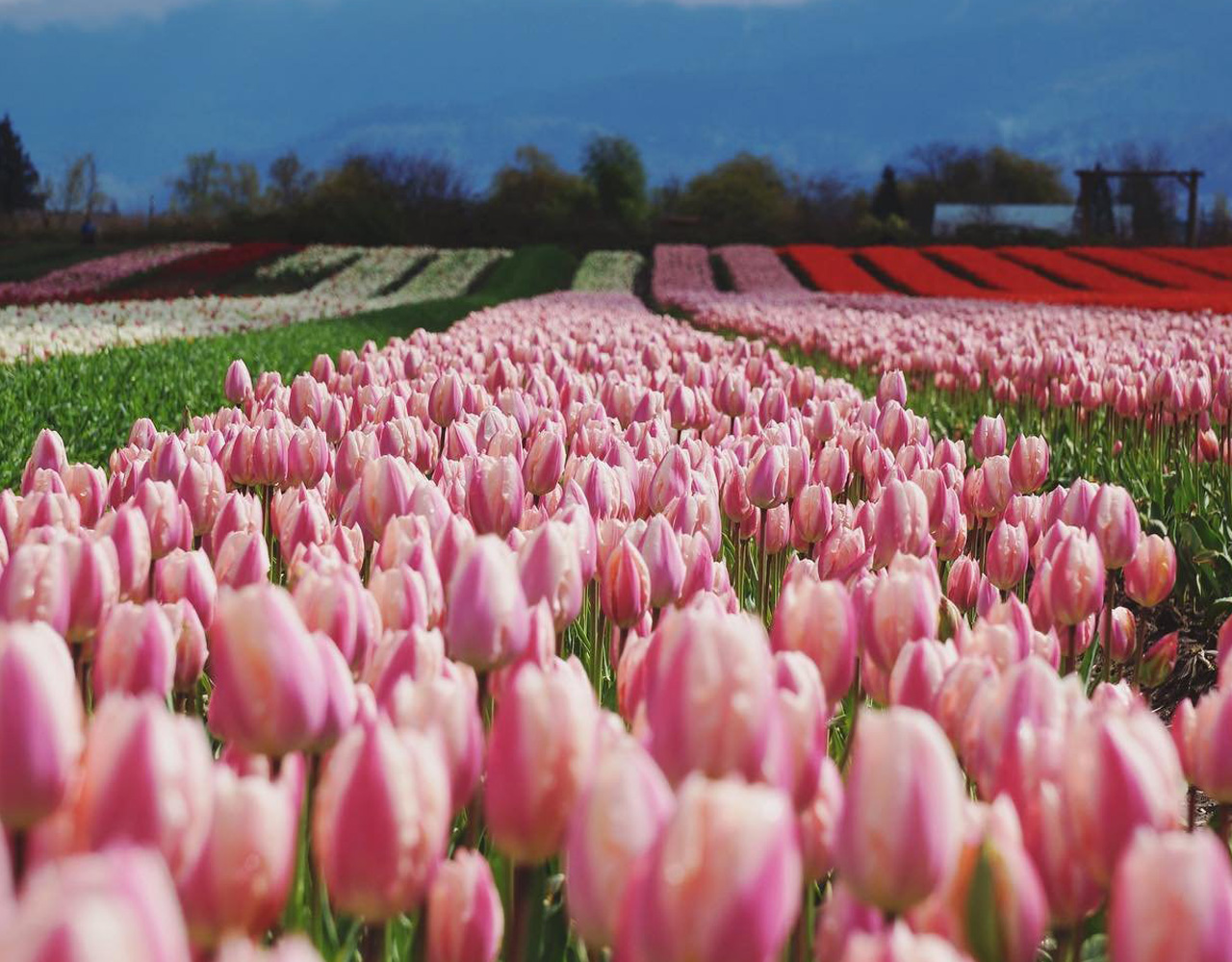 Tulip Festivals to Explore
