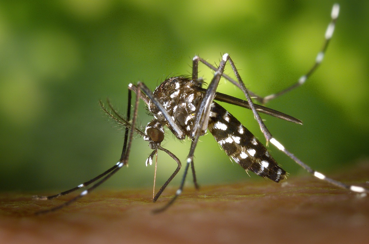 Lower Mainland could be in for a bad mosquito season