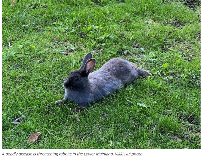 Vaccinate your rabbits: deadly disease virus in Lower Mainland
