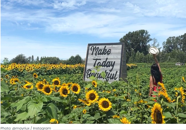 Sunflower Festival You Can Walk Through Near Vancouver This Summer
