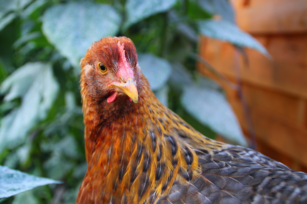 ‘Real nightmare’: Avian flu strikes 7 Fraser Valley farms, wildlife centre overwhelmed