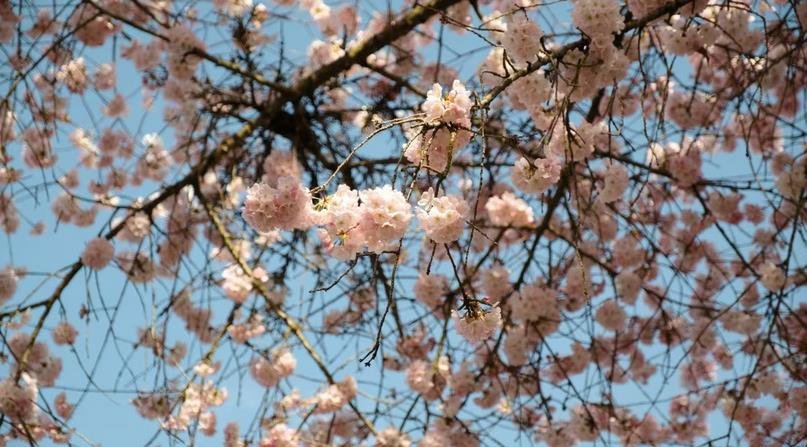 What will be the best day for cherry blossoms in Vancouver this year? Experts aim to pinpoint a date