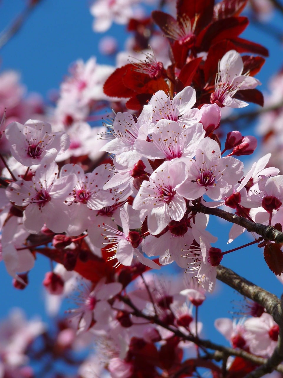 Metro Vancouver Cherry Blossoms Will Reach Peak Bloom