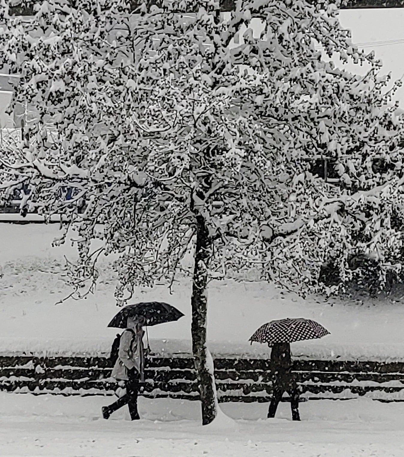 卑詩省三月可能還會下雪