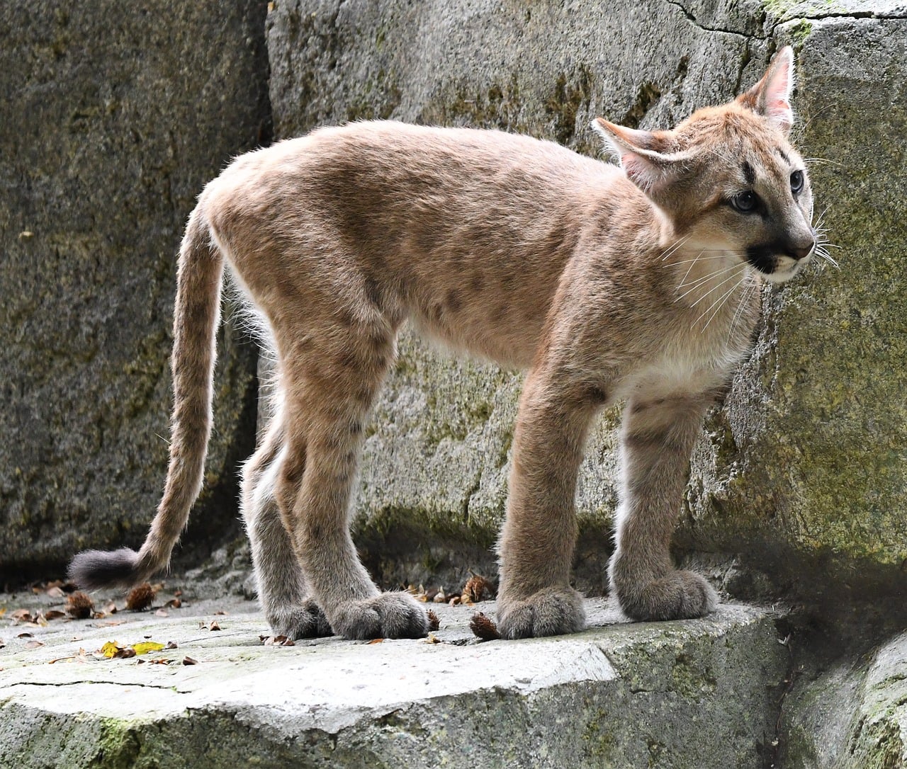 卑詩熱門公園驚現美洲獅
