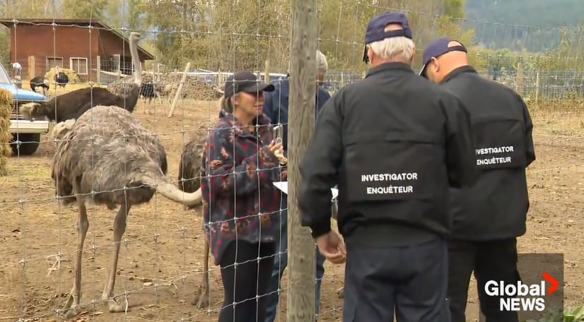 2 people arrested as ostrich cull looms at B.C. farm on Tuesday