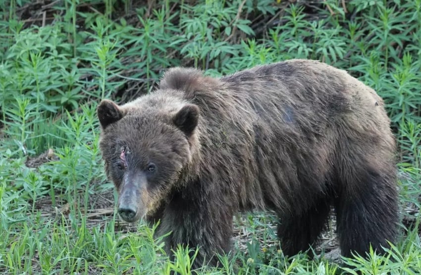 卑詩發生嚴重灰熊襲擊意外