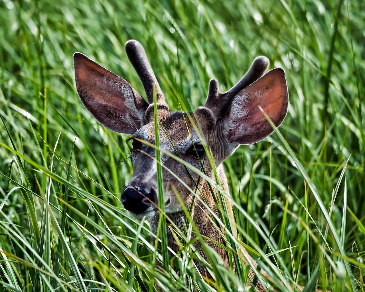 卑詩省出現「殭屍鹿」