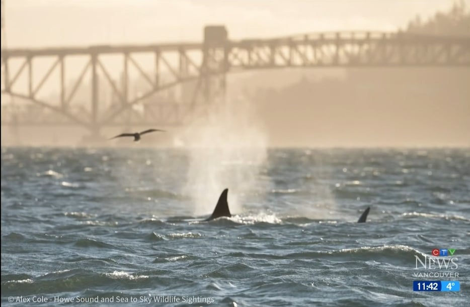 Mysterious orca trio identified after visit to Vancouver’s Burrard Inlet