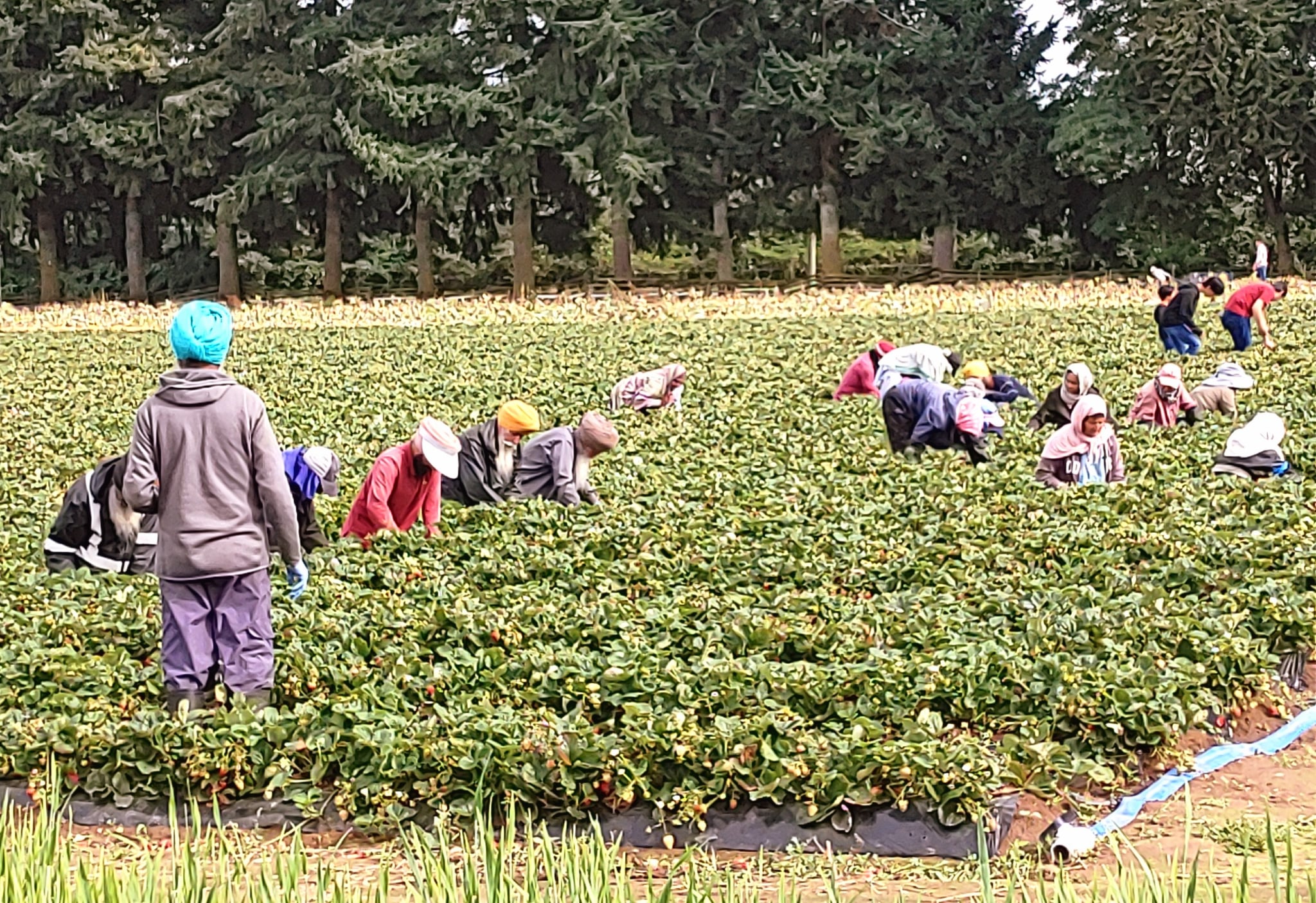 農民正為酷熱天氣做準備