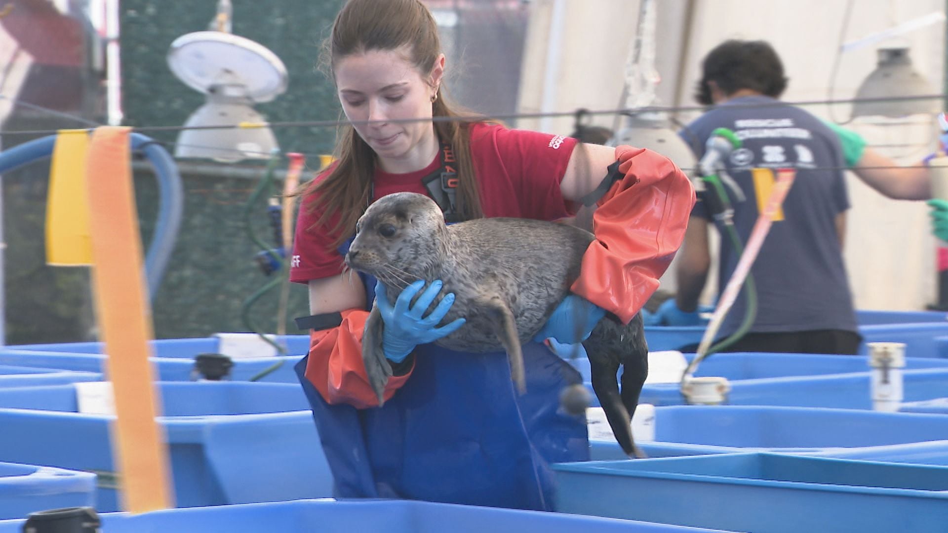 Harbour seal pups take over Vancouver Aquarium Marine Mammal Rescue Society